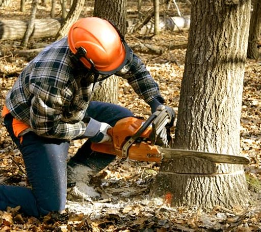 Tree Removal in Bellingham, WA